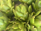 Hyperreal Faux Artichoke - Green